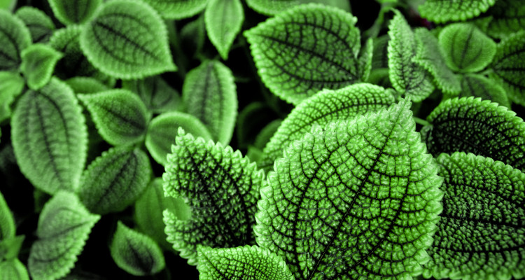 hd leaf background