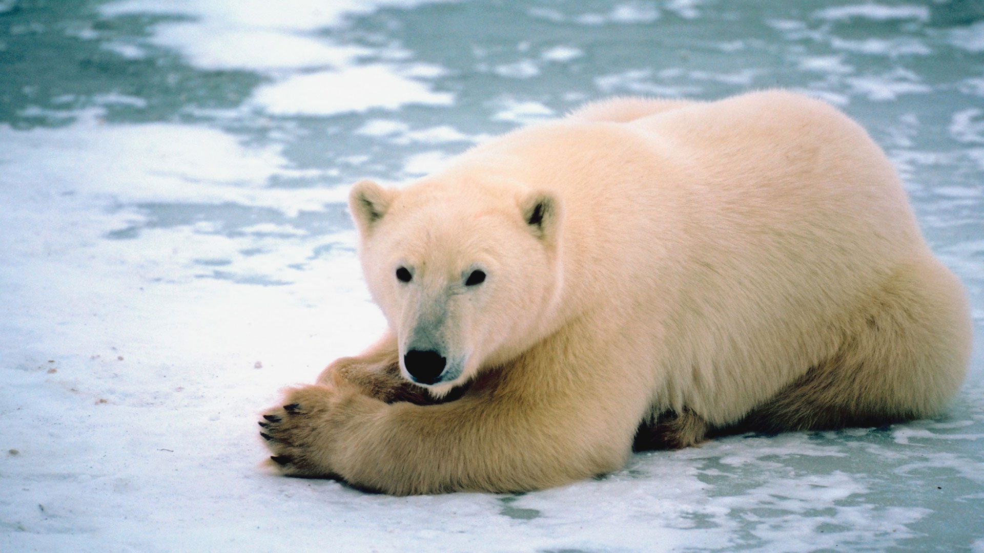 Melting Polar Ice and sad polar bears | iFink!