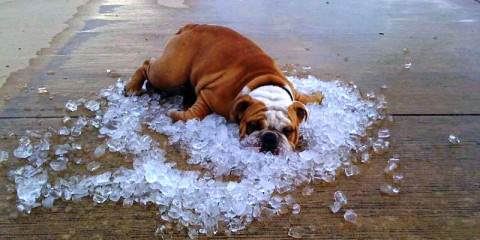 Bulldog-on-ice