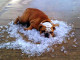 Bulldog-on-ice