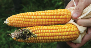 GMO-vs-Non-GMO-Corn