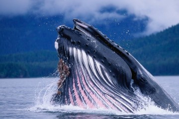Ocean-arctic-whales