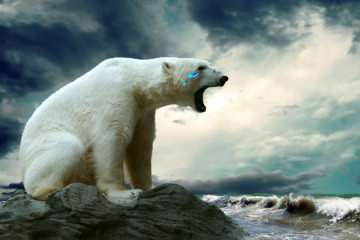 Polar-Bear crying