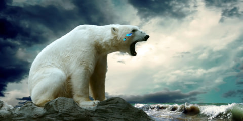 Polar-Bear crying