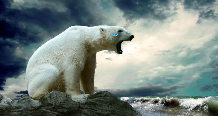 Polar-Bear crying