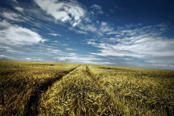 Wheat-crop