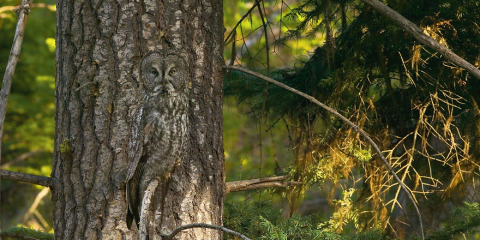 animal-camouflage-owl