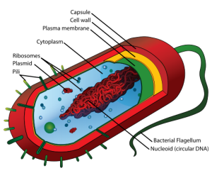 bacterium