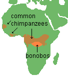 bonobo map