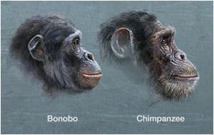 bonovo vs chimp