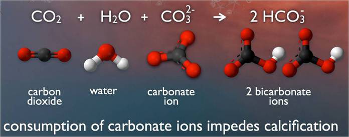 co2 carbonate noaa