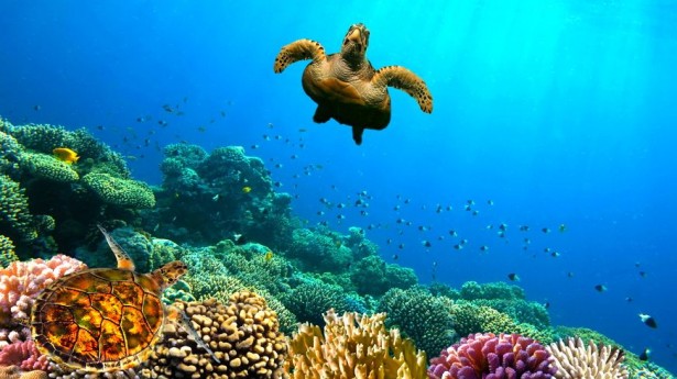 coral-reefscaribbean