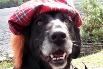 tartan dog