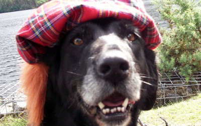 tartan dog