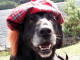 tartan dog