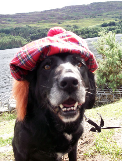 tartan dog