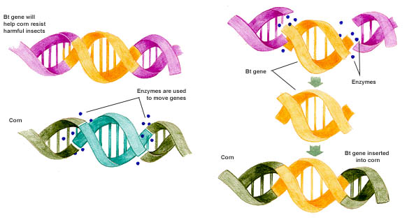 What is gene splicing?