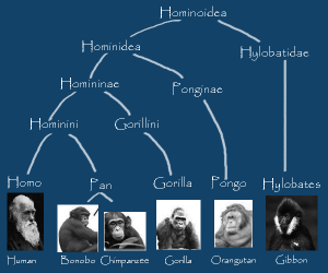 great_apes_taxonomy