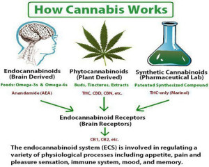 how cannabis works