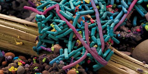 intestinal_bacteria