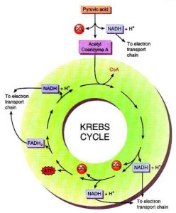 krebs cycle