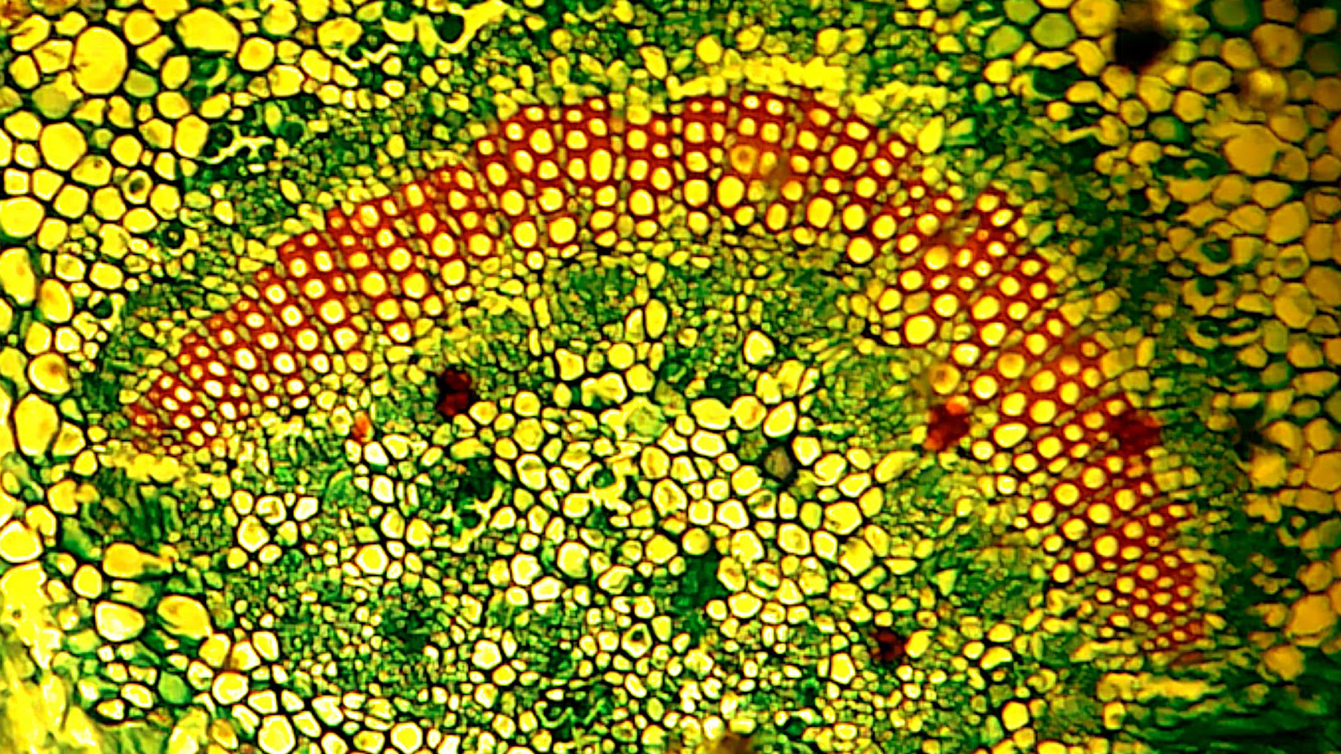 Plant Biology Article 1 iFink!