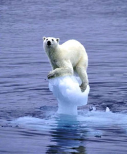 polar bear iceberg