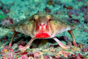 red-lipped-batfish