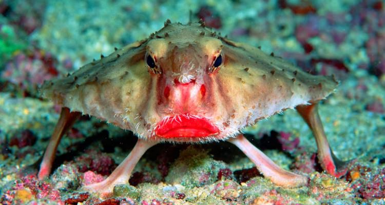 red-lipped-batfish