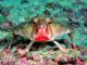 red-lipped-batfish