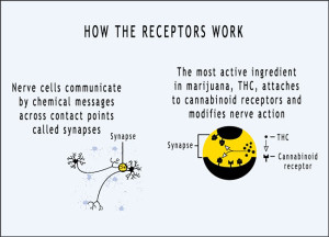 thc receptor
