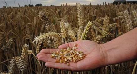wheat_in_hand