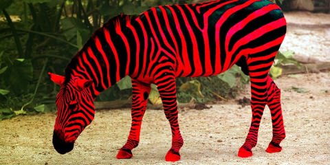 zebra red
