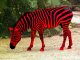 zebra red