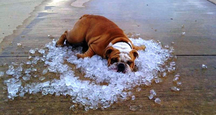 Bulldog-on-ice
