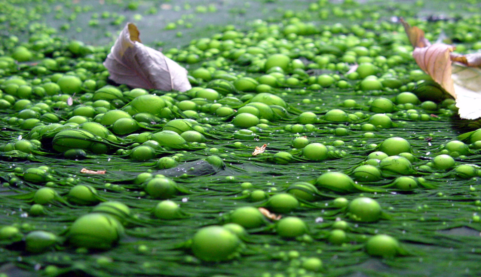 Algae