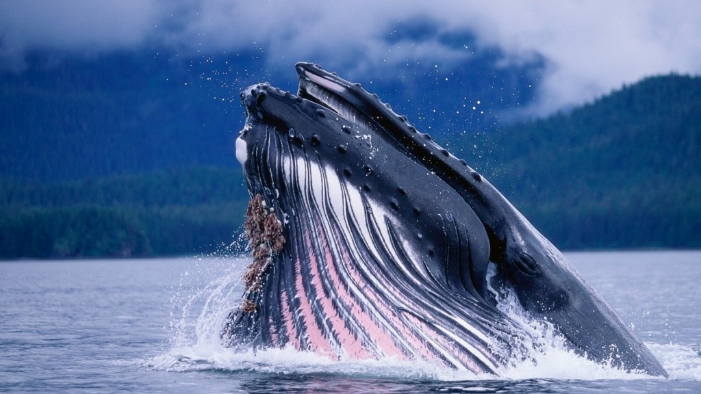 Aquatic Life