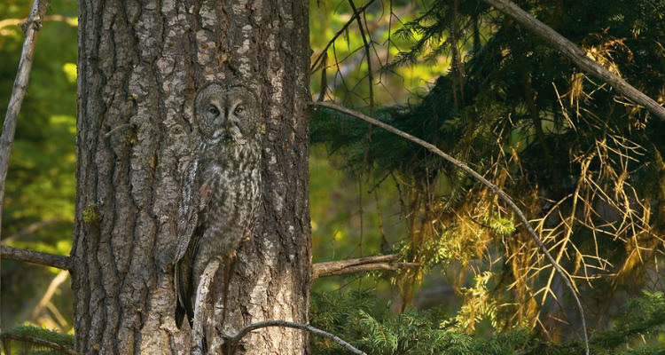 animal-camouflage-owl