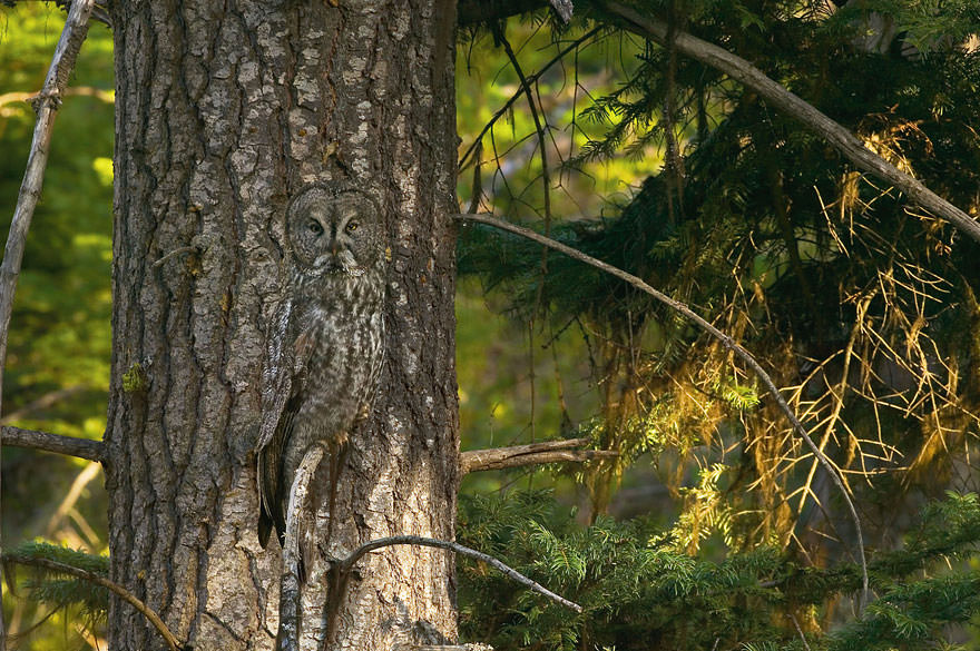 Secrets of Animal Camouflage