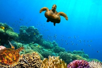 coral-reefscaribbean