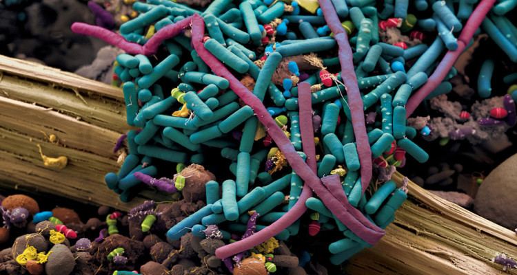 intestinal_bacteria
