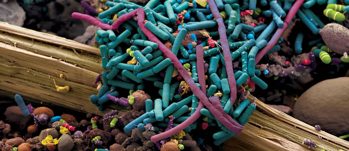 Bacteria