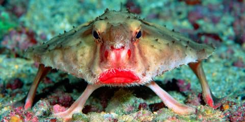 red-lipped-batfish