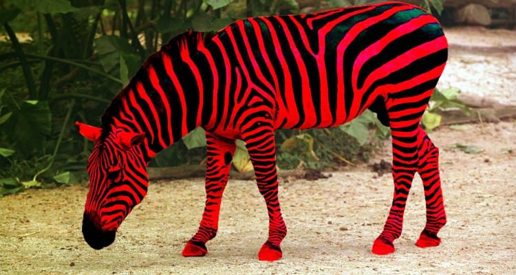 zebra red